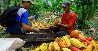 Gutes tun mit Gaumenfreuden – Das Anbauprojekt der Naturata Herkunftsschokolande Brasilien feinbitter