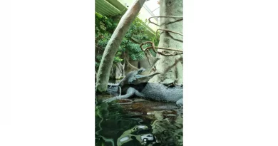 Wärme von oben für Gaviale im Zoo Prag von rmbh