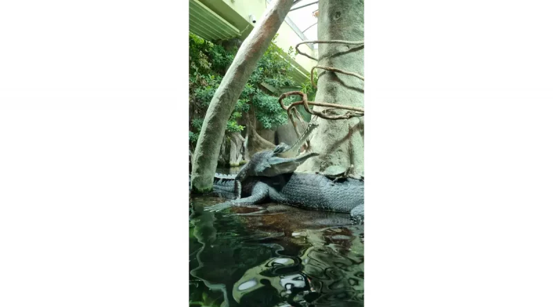 Wärme von oben für Gaviale im Zoo Prag von rmbh