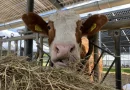 LEKA MV informiert Kommunen über Chancen und Umsetzung von Agri-Photovoltaik