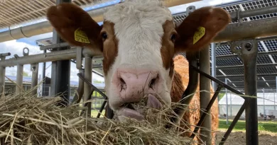 LEKA MV informiert Kommunen über Chancen und Umsetzung von Agri-Photovoltaik