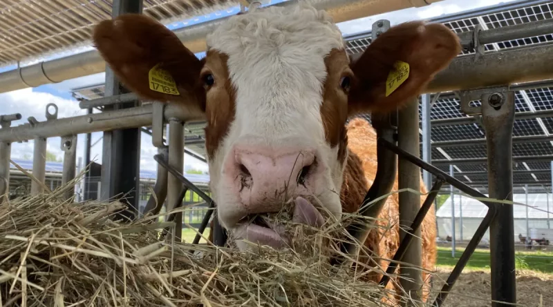 LEKA MV informiert Kommunen über Chancen und Umsetzung von Agri-Photovoltaik